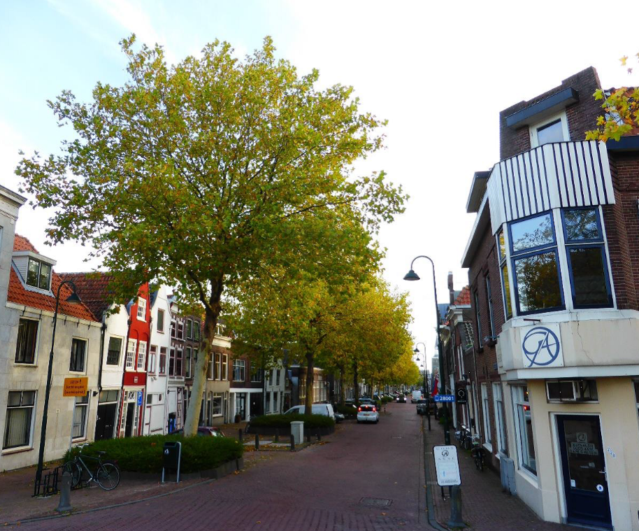 Foto van de Nieuwehaven met de platanen die in betonnen bakken staan.